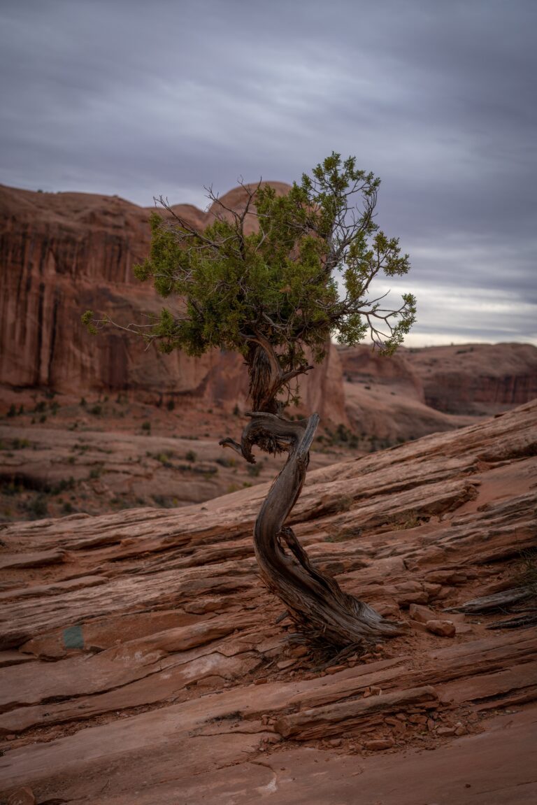 tree in desert